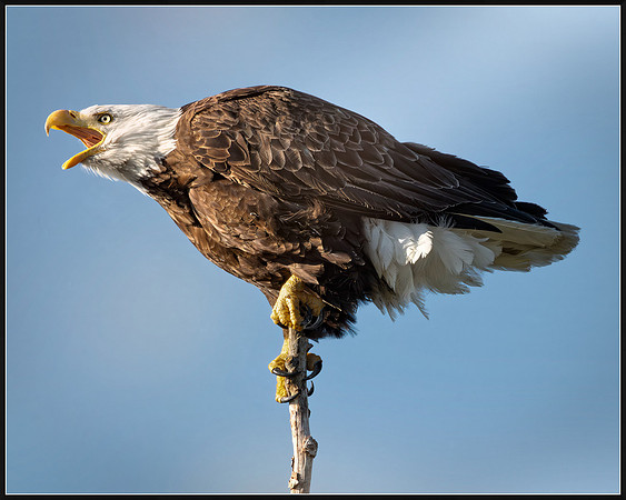 Eagle cries to its mate Skagit Valley