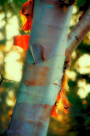20110101-_DSC0159-2 copy-1
