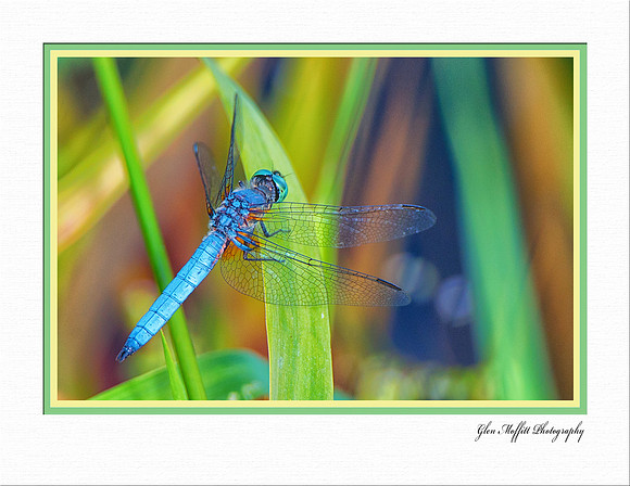 Mercer Slough Dragon Fly 8_5x11 Flattened_