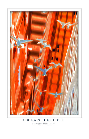 Urban Flight 11x17Poster