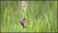 _86A1721-Edit-Edit