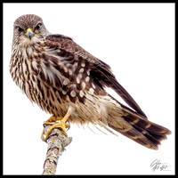 Wildlife