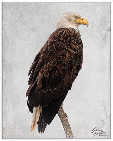 _86A1753-Edit-Edit