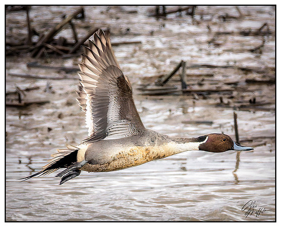 _86A2617-20250201-DxO_DeepPRIME XD2s-Edit-Edit