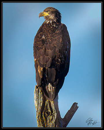_86A3463-20241224-DxO_DeepPRIME XD2s-Edit-Edit-Edit