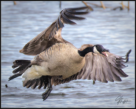 _86A9868-20250411-DxO_DeepPRIME XD2s-Edit-Edit-Edit