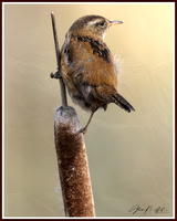 _CW_5907-Edit-Edit-2