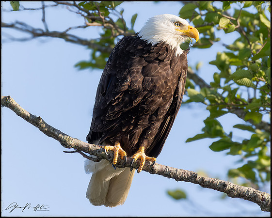 Wildlife 2025-05-04 Wylie_2661-20250504-DxO_DeepPRIME XD2s-Edit-Edit-2