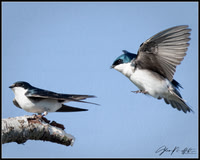 Wildlife 2025-05-04 Wylie_2755-Edit-Edit