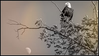 Eagle in Skagit Valley with moon rising