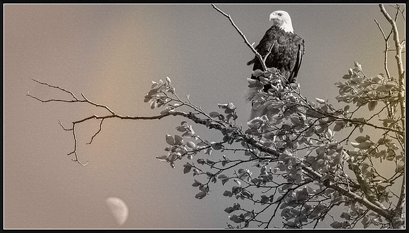 Eagle in Skagit Valley with moon rising