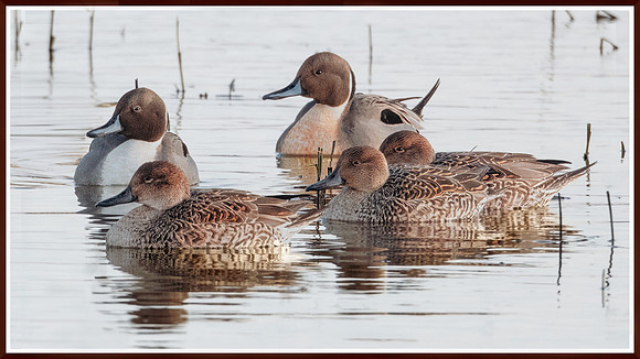 Pintails at Fir Island Reserve